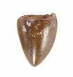Serrated, Phytosaur (Redondasaurus) Tooth - Arizona #62389-1